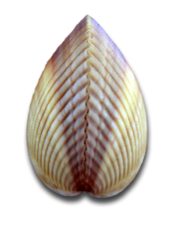 Naturheilpraxis in Göttingen Naturheilpraxis in Göttingen